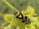 Orthops kalmi