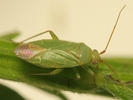 Orthotylus adenocarpi