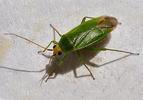 Orthotylus flavinervis