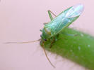 Orthotylus nassatus