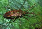 Pantilius tunicatus