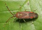Pantilius tunicatus