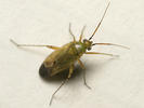 Plagiognathus chrysanthemi