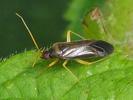 Phylus coryli