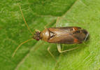Phylus coryli
