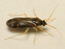 Phylus coryli