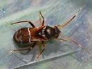 Pilophorus perplexus