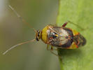 Pinalitus viscicola