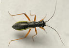 Pithanus maerkelii
