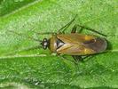 Plagiognathus arbustorum