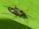 Plagiognathus arbustorum