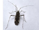 Phytocoris longipennis