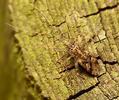 Phytocoris longipennis