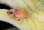 Psallus haematodes