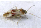 Psallus haematodes