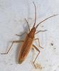 Stenodema calcarata