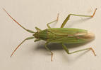 Stenodema calcarata