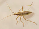 Stenodema holsata