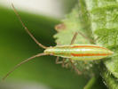 Stenodema laevigata nymph