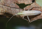 Stenodema laevigata