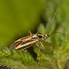 Stenotus binotatus