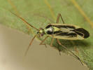 Stenotus binotatus
