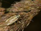 Stenotus binotatus