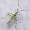 Trigonotylus caelestialum