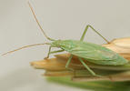 Trigonotylus psammaecolor