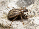 Himacerus boops