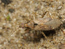Himacerus mirimicoides