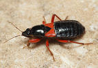 Prostemma guttula