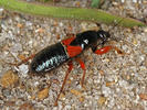 Prostemma guttula