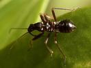 Himacerus mirimicoides nymph