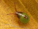 Acanthosoma haemorrhoidale nymph
