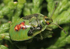 Cyphostethus tristriatus nymph