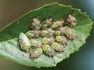 Elasmucha grisea adult and nymphs