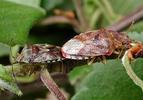 Elasmucha grisea