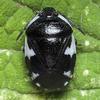 Tritomegas bicolor
