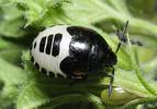 Tritomegas bicolor