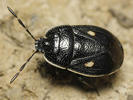 Adomerus biguttatus