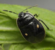 Adomerus biguttatus
