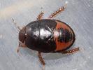 Geotomus punctulatus