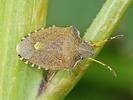 Peribalus strictus