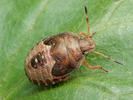 Peribalus strictus
