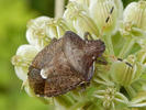 Peribalus strictus