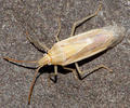 Mecidea lindbergi