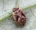 Sciocoris sideritidis