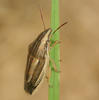 Aelia acuminata