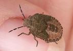 Dolycoris baccarum nymph